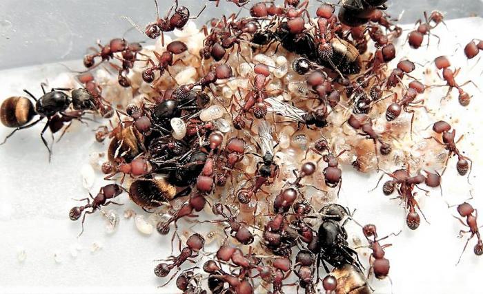 Ну тут вообще, нормальная такая полигинная семья Погонотусов, кто не видел такую